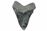 Serrated, Fossil Megalodon Tooth - South Carolina #285009-2